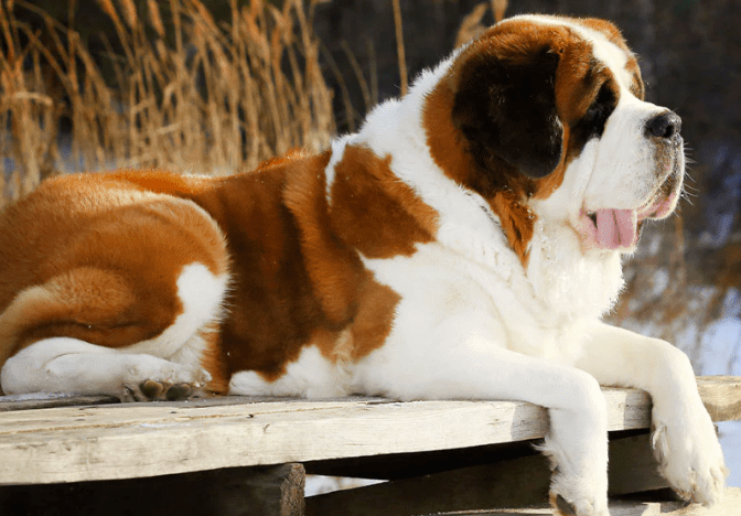 圣伯纳犬性格怎么样？感兴趣的来了解下吧