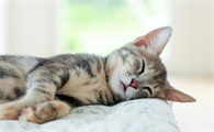 猫咪常常睡觉好吗为什么