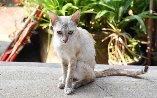 为什么有的猫咪很瘦却很大呢 为什么有的猫咪很瘦却很大呢