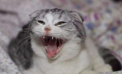 猫咪一直叫春烦死了