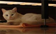 猫咪为什么总往床底下钻