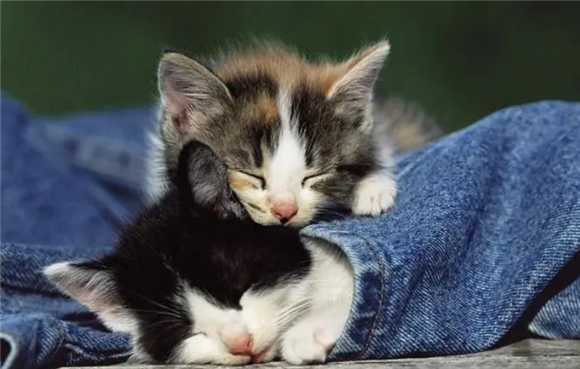 猫咪的性格为什么像主人的性格 猫咪的性格为什么像主人的性格