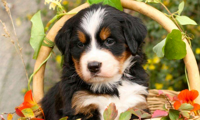 伯恩山犬性格怎么样?来看一看吧 伯恩山犬性格怎么样?来看一看吧