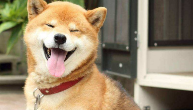 中型短毛干净好养的犬类