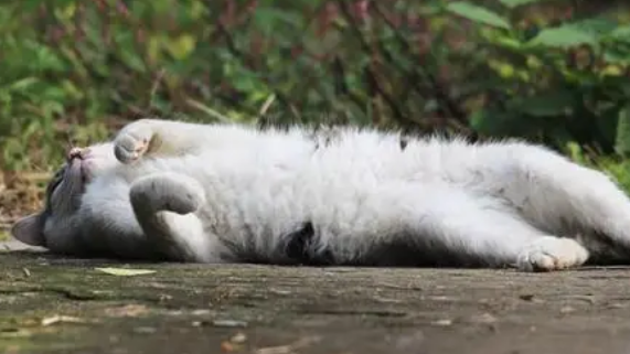猫咪躺地上打滚的原因