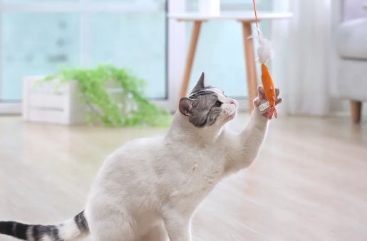 逗猫棒怎么玩最有意思