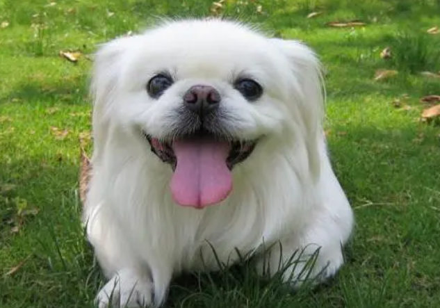北京犬好养吗？快来get一下 