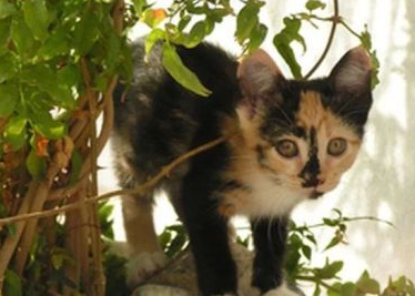 猫咪不能吃的植物叶子