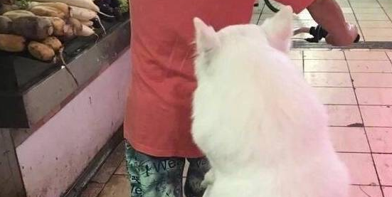 萨摩耶一脸委屈蹲在车上,路人纷纷停下来围观 萨摩耶一脸委屈蹲在车上,路人纷纷停下来围观