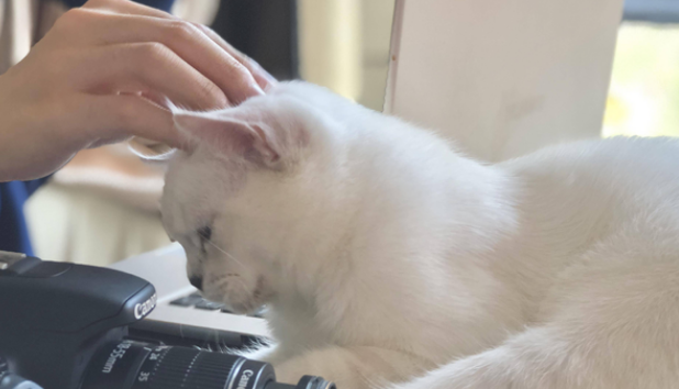 猫咪要人陪吃饭睡觉的原因