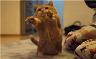 猫咪为什么会扑向人