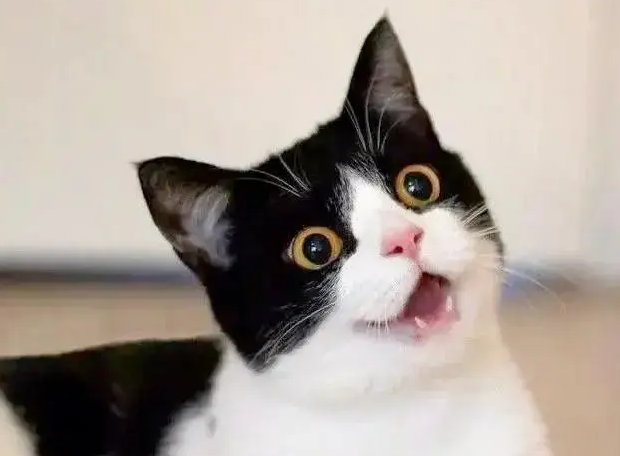 为什么有的猫咪总是叫个不停