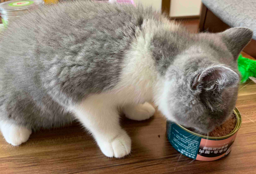 猫为什么一定要吃罐头 猫为什么一定要吃罐头