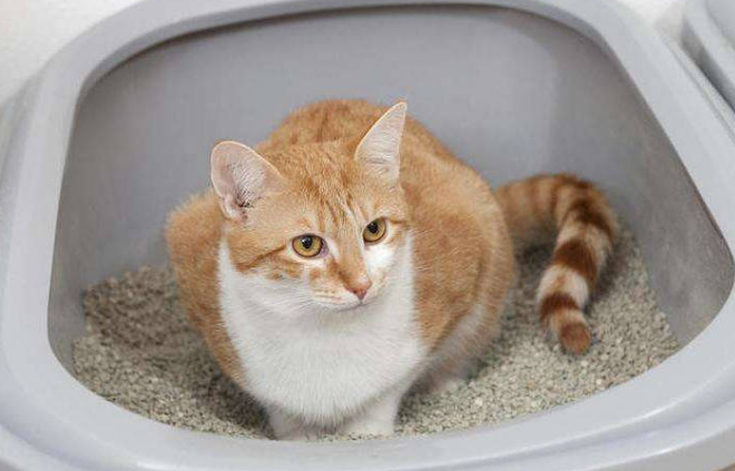 买不起猫砂用什么代替 买不起猫砂用什么代替