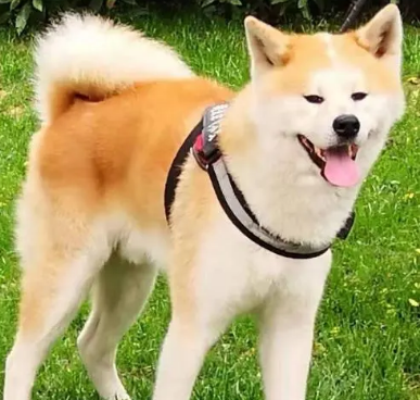 秋田犬怎么洗澡？这个技巧值得尝试