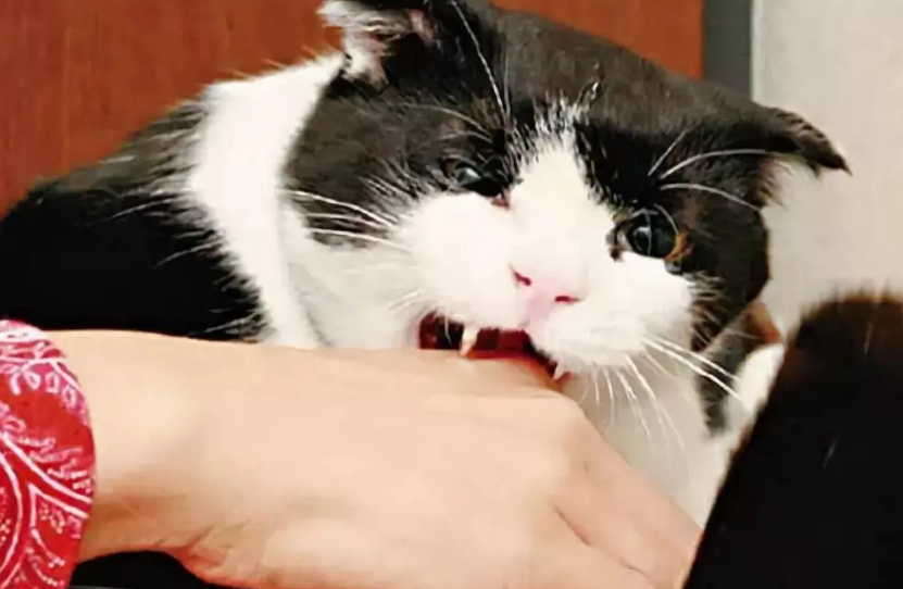 为什么有的猫咪那么爱咬人呢