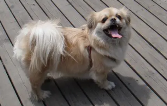 西藏猎犬怎么训练出门随行？要做到什么呢？