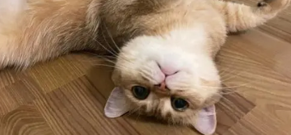 猫咪怎么笑