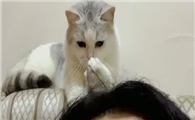 猫咪为什么会闻头发味道的原因