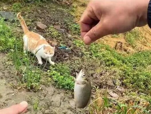 猫咪为什么喜欢叼鱼呢