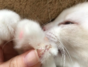 猫咪趾甲为什么特别脏 猫咪趾甲为什么特别脏