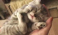 猫咪为什么跟主人睡更香一点