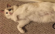 猫咪肚子叫发抖是为什么