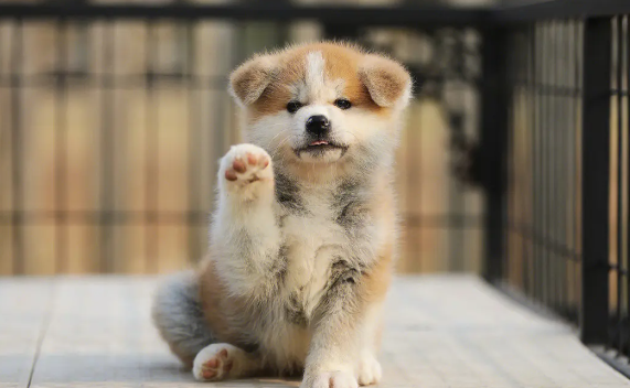 秋田犬感冒吃什么药？可以来学习一下吧！