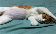 宠物猫肚子大怎么回事啊