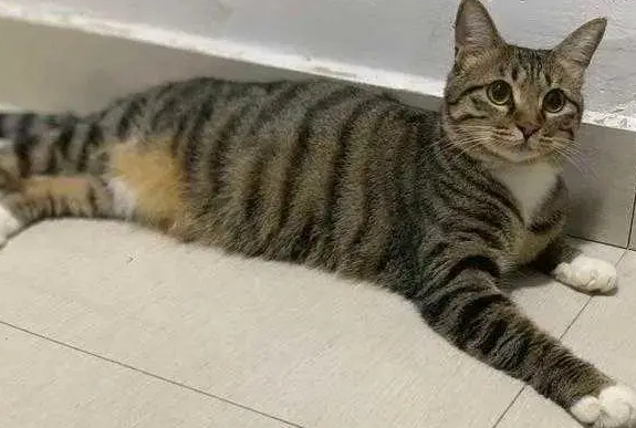 在室内养狸花猫合适吗？需要注意什么