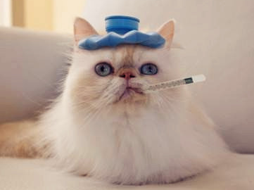 猫持续发烧不退是什么原因