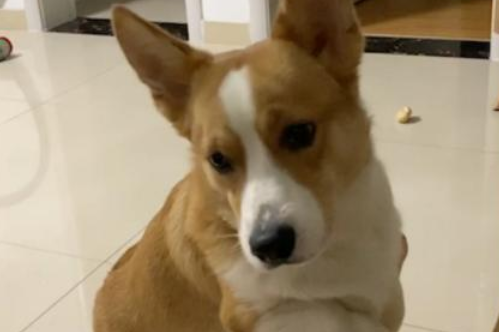 为什么挠狗狗肚子腿会动 为什么挠狗狗肚子腿会动