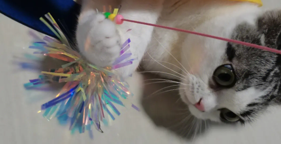 怎样做个简单的逗猫棒 怎样做个简单的逗猫棒