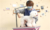 宠物美容学费一般多少