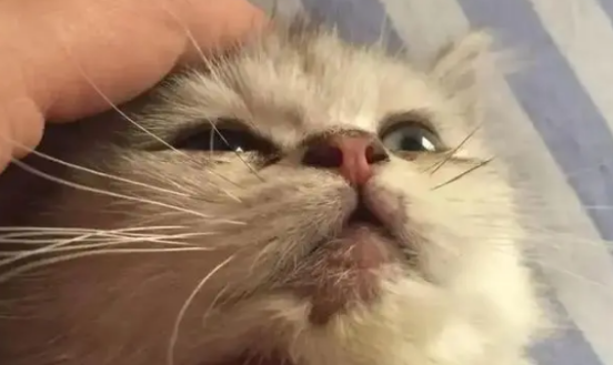 猫癣不治会死吗