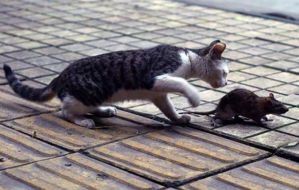 猫吃老鼠整个都吃了吗