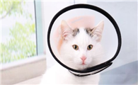 猫咪为什么要戴脖套