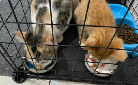 猫被关笼子里一直叫怎么办 猫被关笼子里一直叫怎么办