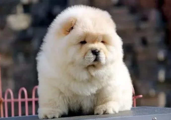 松狮犬什么时候脱毛?来了解下吧 松狮犬什么时候脱毛?来了解下吧