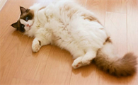 怎么判断猫咪发完情了