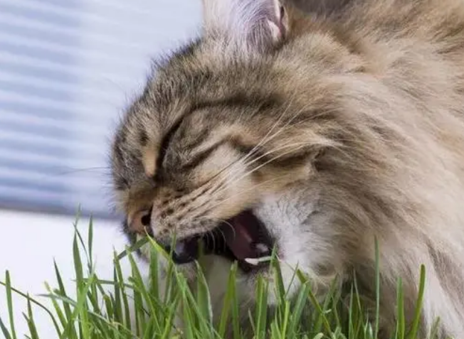 猫咪为什么喜欢钻草丛吃草呢怎么回事