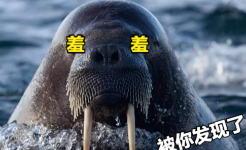 动物都是怎么打飞机的? 动物都是怎么打飞机的?