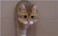 猫咪为什么喜欢钻洞