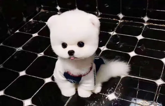 茶杯犬能吃什么食物?主要有以下几类~ 茶杯犬能吃什么食物?主要有以下几类~