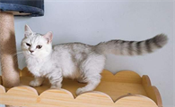 返祖的猫聪明吗