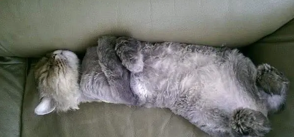 去世的猫咪会托梦给主人吗