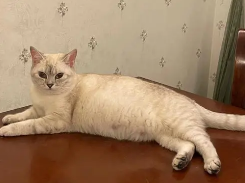 猫咪怀孕不爱动吗为什么呢 猫咪怀孕不爱动吗为什么呢
