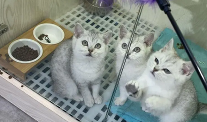 寄养宠物猫店多少钱