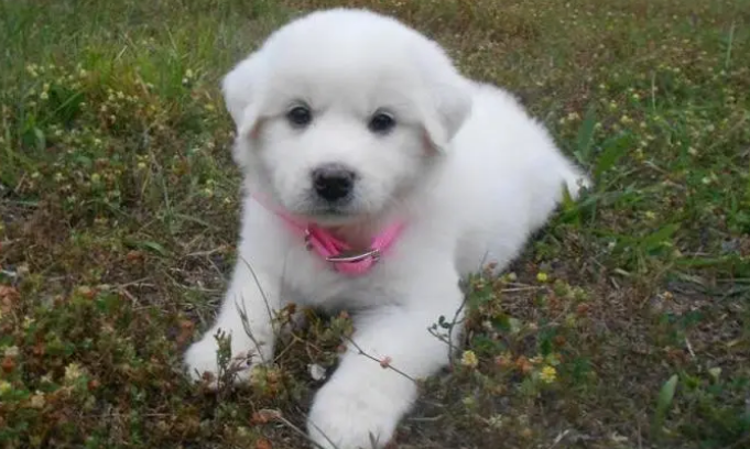 大白熊犬饲养注意事项有哪些？看看这篇文章