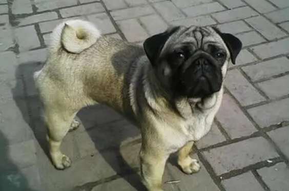 巴哥犬掉毛严重怎么办？来这里看看吧